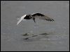 white_winged_tern_86287
