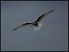 white_winged_tern_86302