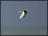 white_winged_tern_86313