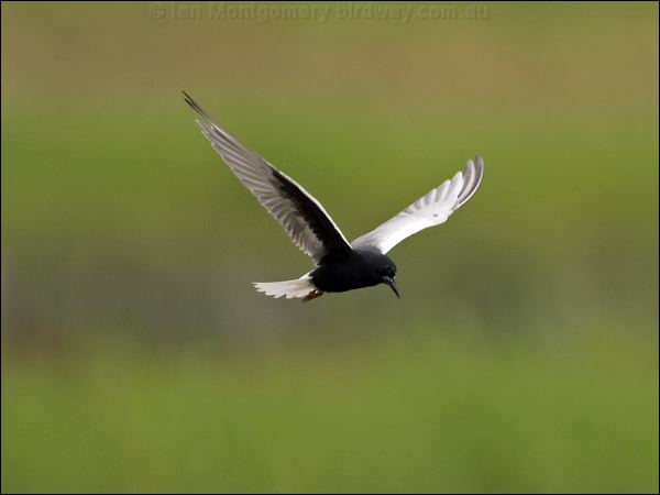 White-winged Tern white_winged_tern_100041.psd