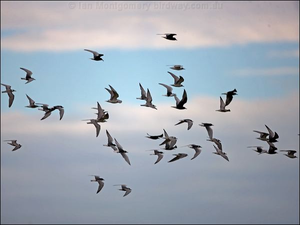 White-winged Tern white_winged_tern_100080.psd
