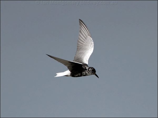 White-winged Tern white_winged_tern_86293.psd