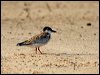 yellow_billed_tern_204379
