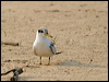 yellow_billed_tern_204394