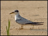 yellow_billed_tern_204403