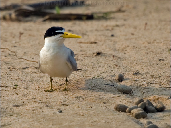 Yellow-billed Tern yellow_billed_tern_204392.psd