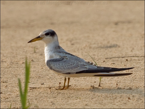 Yellow-billed Tern yellow_billed_tern_204403.psd