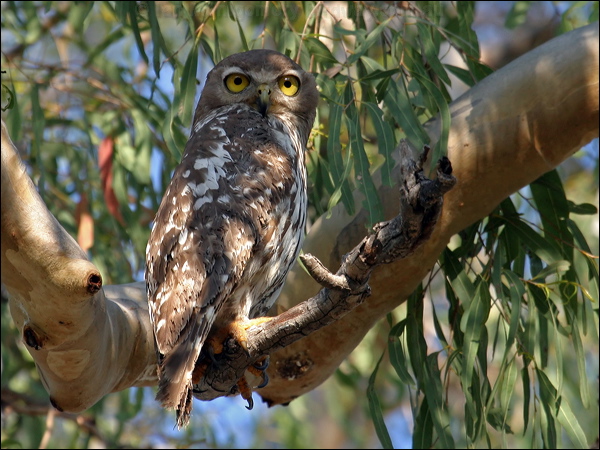 Barking Owl barking_owl_10840.psd