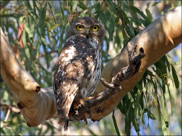 Barking Owl barking_owl_10842.psd