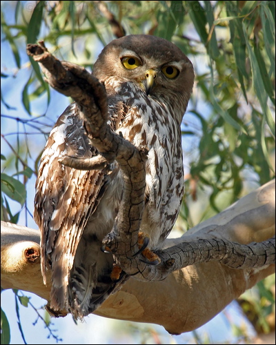 Barking Owl barking_owl_10869.psd