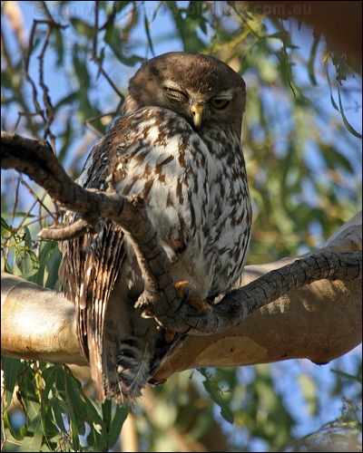 Barking Owl barking_owl_10896.psd