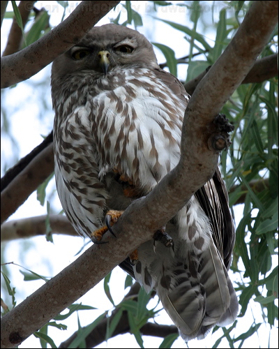 Barking Owl barking_owl_10970.psd