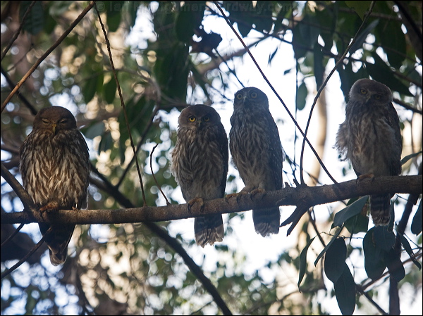Barking Owl barking_owl_182540.psd
