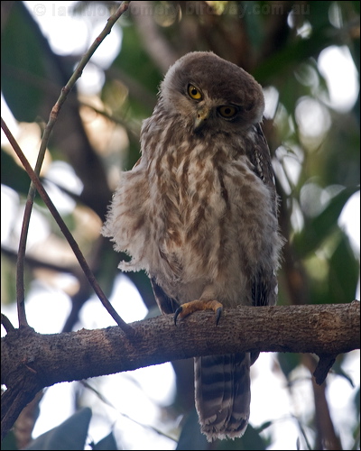 Barking Owl barking_owl_182549.psd