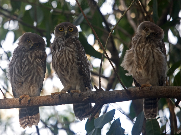 Barking Owl barking_owl_182554.psd