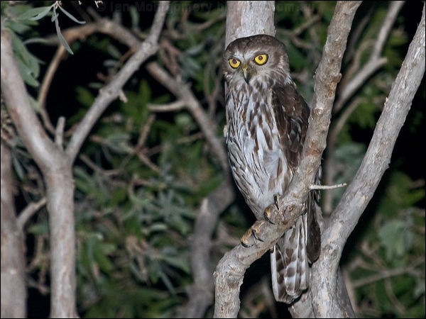 Barking Owl barking_owl_184649.psd