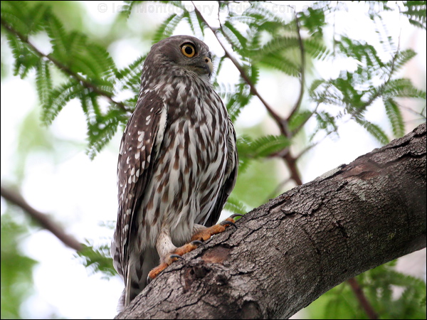 Barking Owl barking_owl_32629.psd