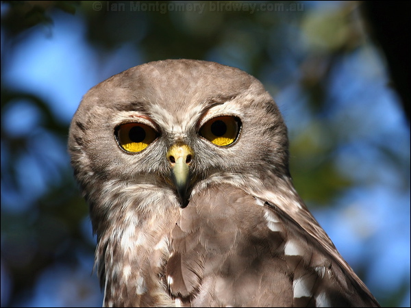 Barking Owl barking_owl_58583.psd