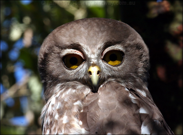 Barking Owl barking_owl_58615.psd