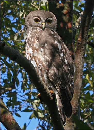 Barking Owl barking_owl_58621.psd