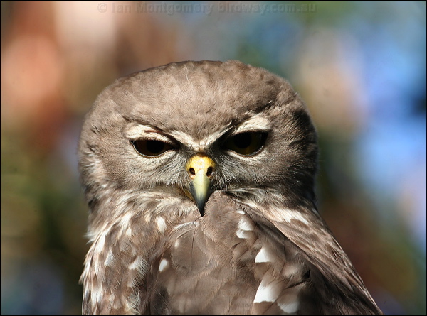 Barking Owl barking_owl_58656.psd