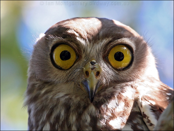 Barking Owl barking_owl_58672.psd