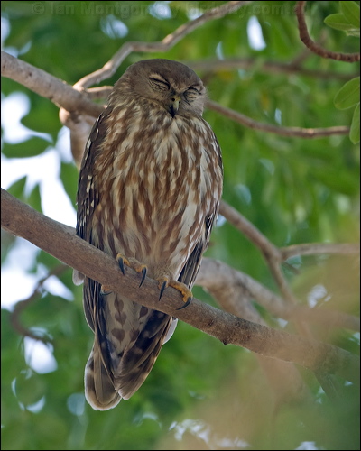 Barking Owl barking_owl_93166.psd