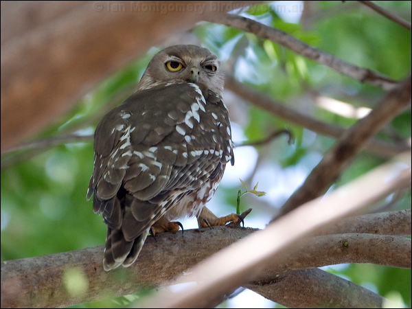 Barking Owl barking_owl_93187.psd