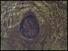boreal_owl_169634