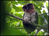 brown_wood_owl_49045