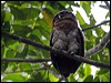 brown_wood_owl_49049