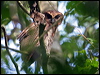 brown_wood_owl_49989