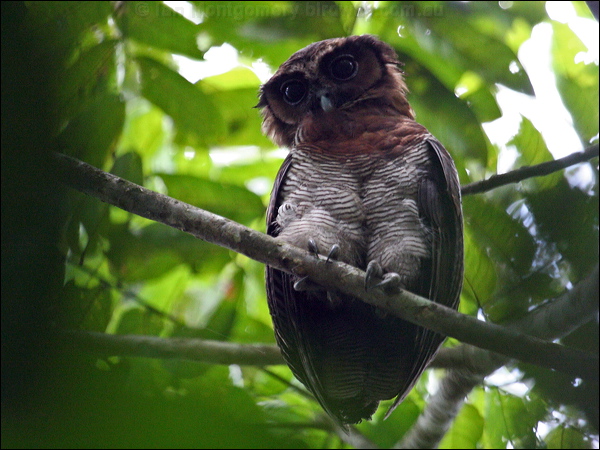 Brown Wood Owl brown_wood_owl_49043.psd