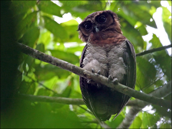 Brown Wood Owl brown_wood_owl_49045.psd