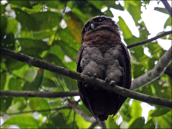 Brown Wood Owl brown_wood_owl_49049.psd