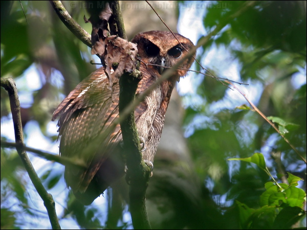 Brown Wood Owl brown_wood_owl_49989.psd