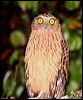 buffy_fish_owl_48785