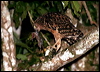 buffy_fish_owl_49587