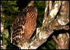 buffy_fish_owl_49642