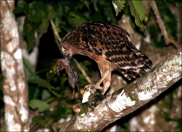 Buffy Fish Owl buffy_fish_owl_49587.psd