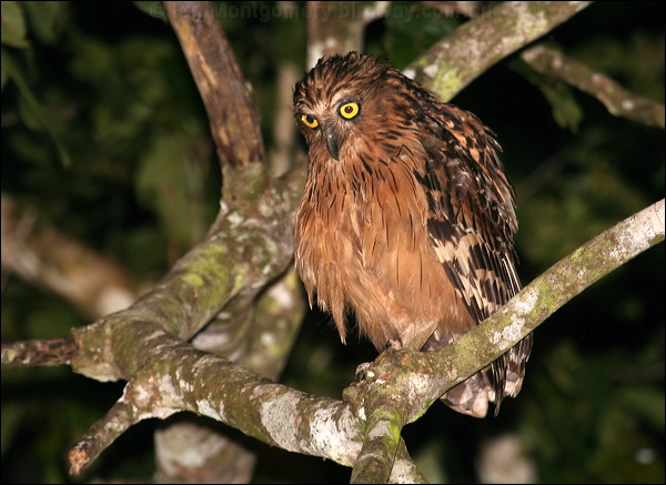 Buffy Fish Owl buffy_fish_owl_49629.psd