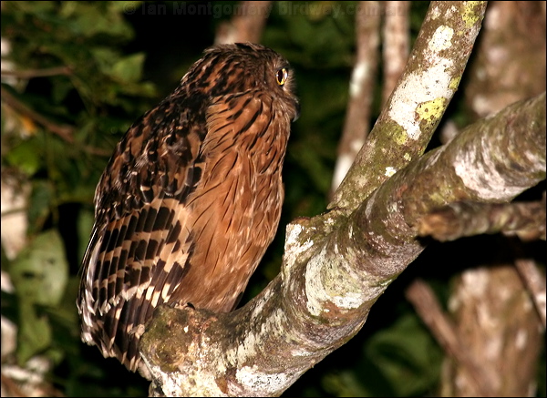 Buffy Fish Owl buffy_fish_owl_49642.psd