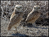 burrowing_owl_69279