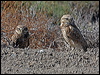 burrowing_owl_69289