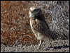 burrowing_owl_69294
