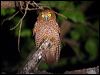 christmas_is_hawkowl_39728