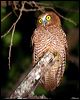 christmas_is_hawkowl_39738