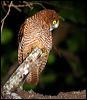 christmas_is_hawkowl_39743