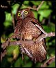 christmas_is_hawkowl_39760