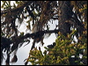 eurasian_pygmy_owl_143802